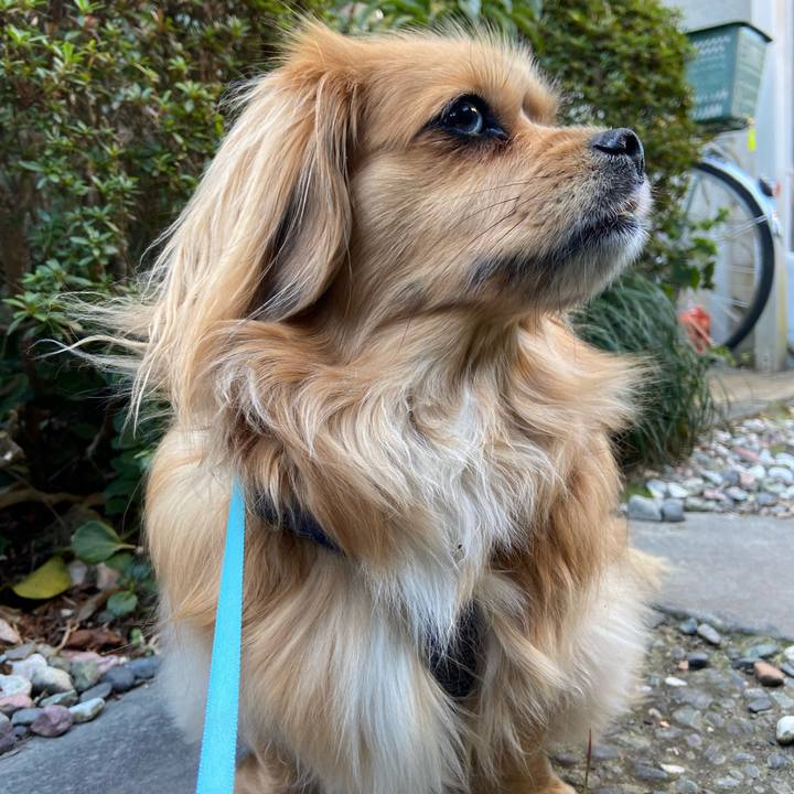 A9dd3a30 470f 4e07 a9cb 0a36adcfa83d 1585087957212