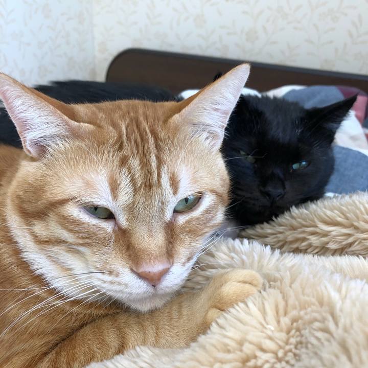 A9ddb28a d346 47b7 9516 c50ee087ad07 1573955496207