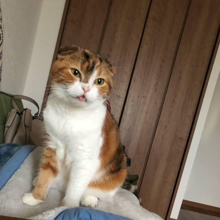 A9e1609e 3acc 428d b80b edc0feae2a3b 1537272324633