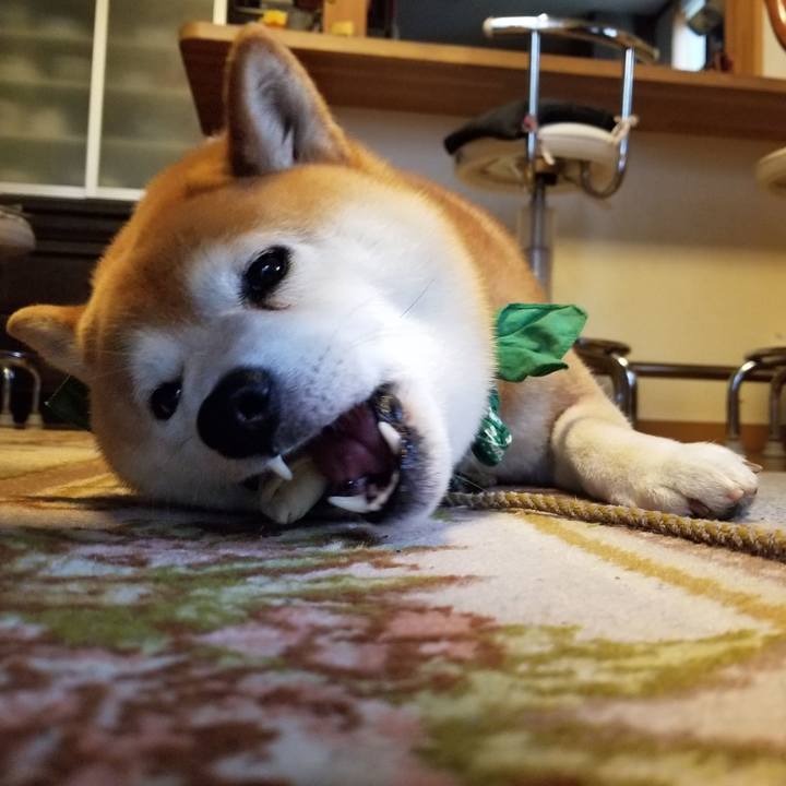 A9e1d2cf 31a5 4fd4 a7ef c3c1f3d0b871 1561596813553