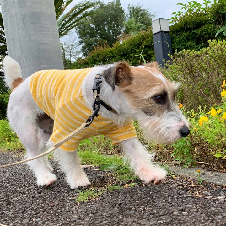 A9e32d09 cfb6 41f4 8071 78124d930071 1593591391996