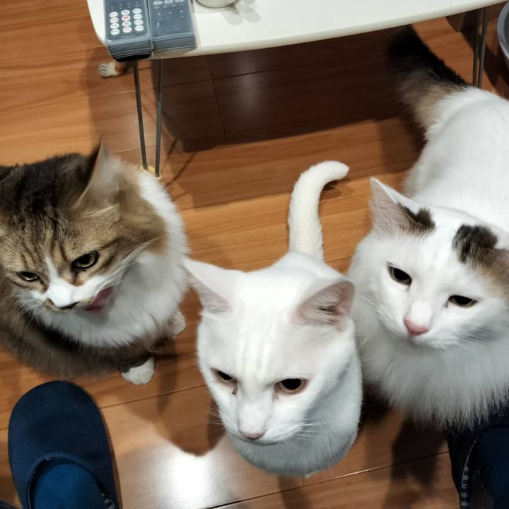 A9e6ee27 cac9 41ec 99d1 8c6edb25d961 1761834382697