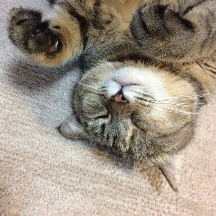 A9e70d0f 59c7 4495 b684 d6130d9ddff3 1574498232543