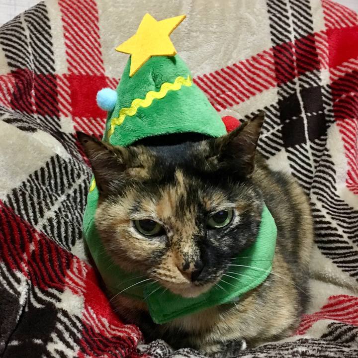 A9e8cb06 16aa 47a3 b25e f9a3b2ce3d40 1513875387380