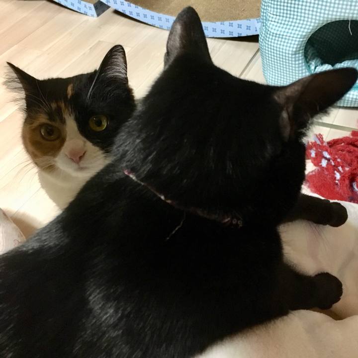 A9e90a88 851d 4b12 bcfe 976940abb2e1 1518173676915