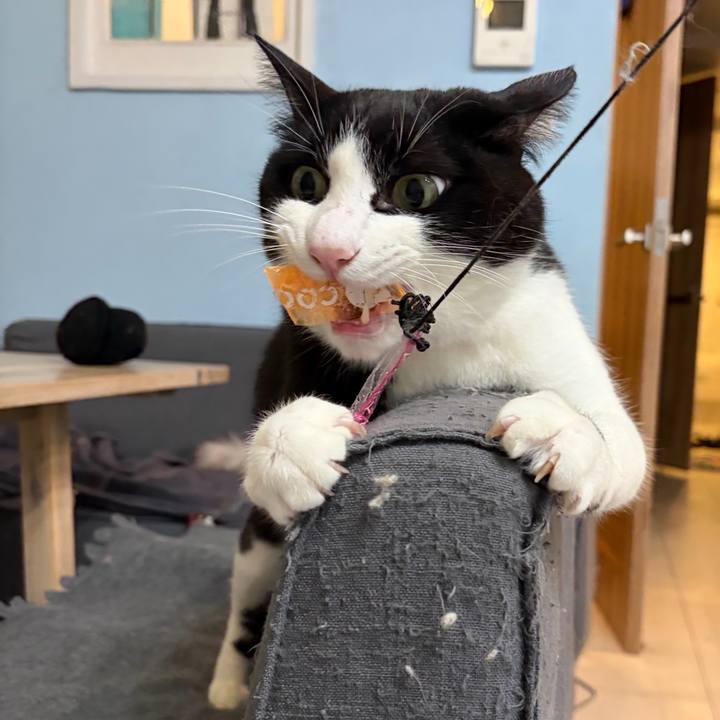 A9e949e0 0c5b 485f ae53 dae5425132c0 1772358664529