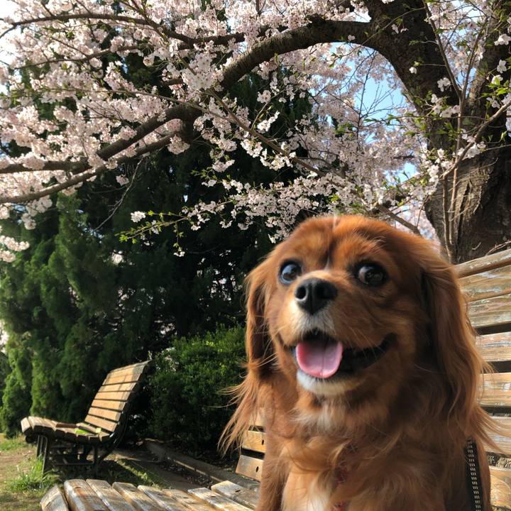 A9e9c60c 6536 49bb 9543 43b459d54ce8 1585962651910