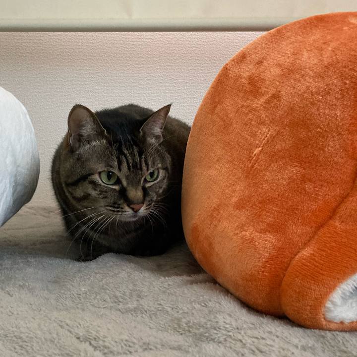 A9eae9d7 4fe1 47ee 8c70 3fee8a2e2e96 1675992930907