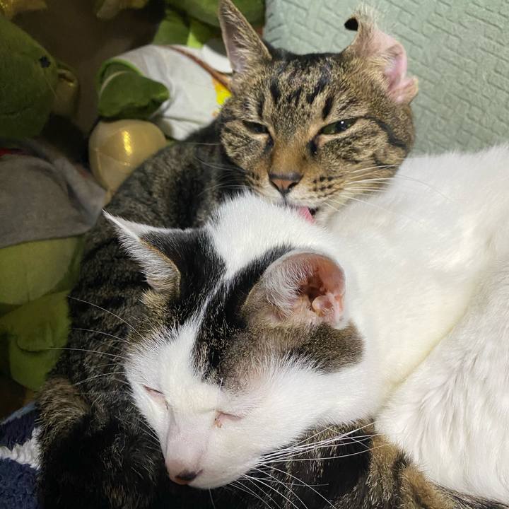 A9ebef8d a738 4d69 bfcf 62e7ac4f4aa5 1730035511085