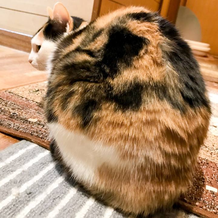 A9ecf24f d4c4 471a 997b 55d736d44aae 1519471475979