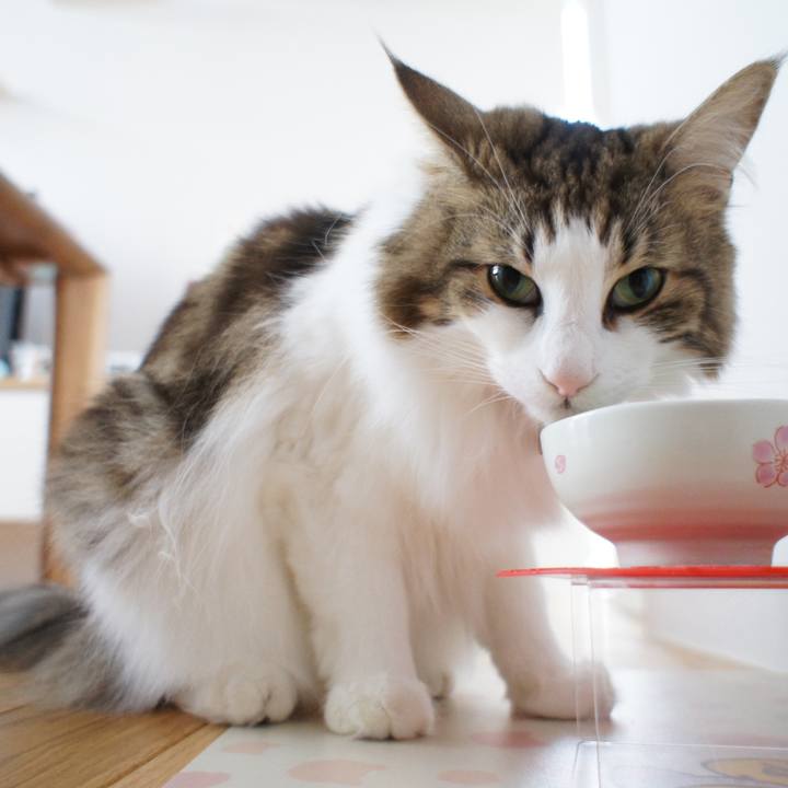 A9ee9a10 4bad 466a a584 e8ccb9abfc44 1537415214134