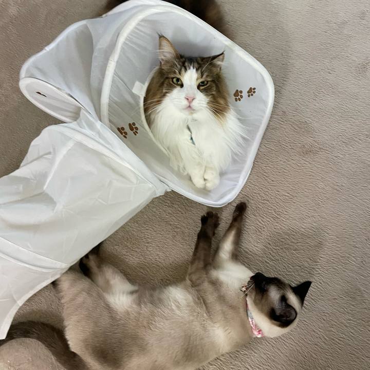 A9eea92b 236a 4030 8f1a ed8d68cdb82a 1713038693583