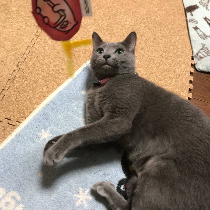 A9f338c3 cfc2 400a b1bc dbd31b343924 1513158550269