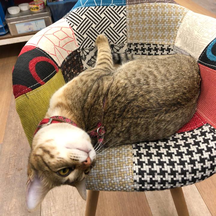 A9f6531e 994a 4065 91d9 89143a1a3005 1587700112980