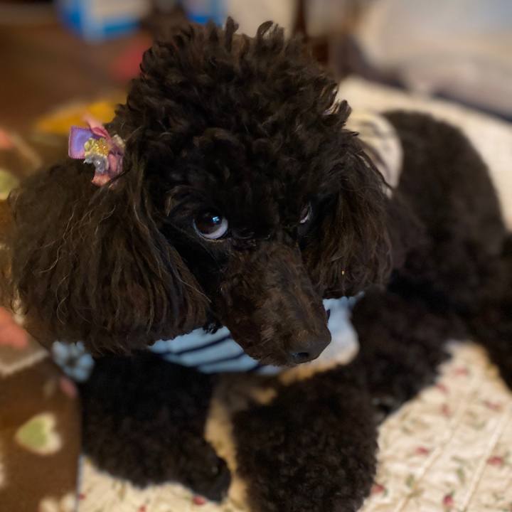 A9f8b0fb e146 4176 a7a8 8a353bd85225 1603104332219