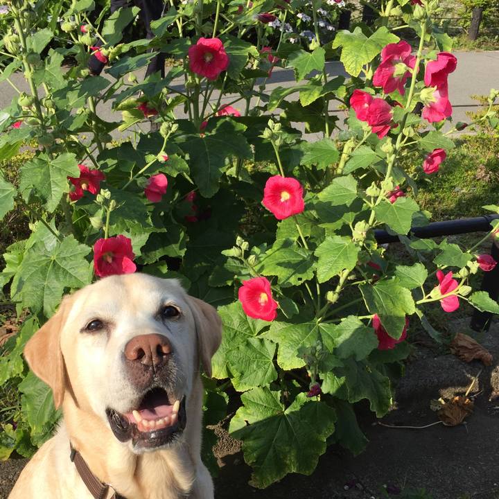 A9f8b4e3 0664 4f99 865d 8c4377c18393 1528065976806