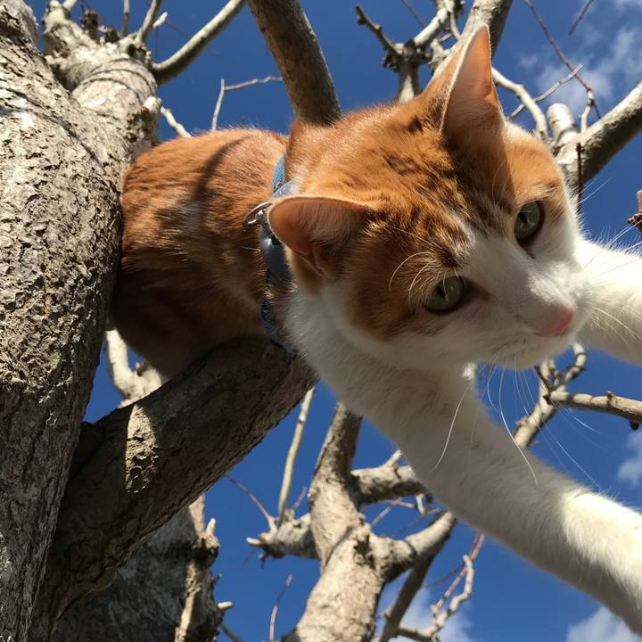 A9fa38d4 bc28 41d9 9ade 2e60c988b1ff 1519277142137