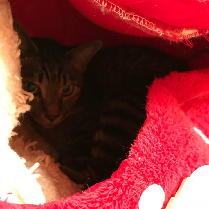 A9fa95cb 7332 4b6e 9deb ba6bb763001e 1535415841032