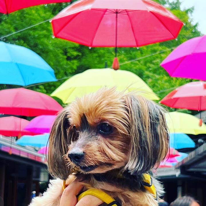 A9fc8b8d 0211 4a07 9f10 838f14d38c3b 1688022550754