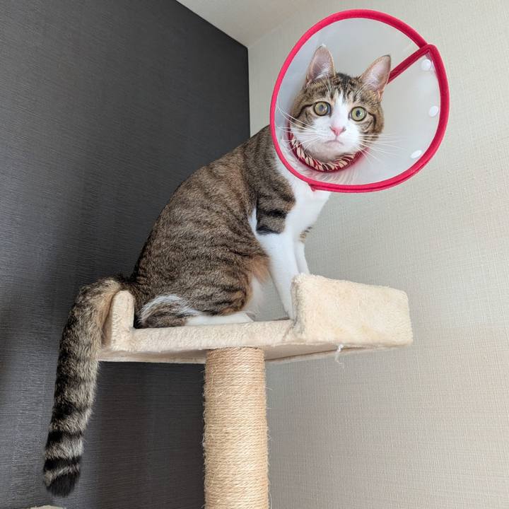 A9fd1bcd 1c56 4b65 92d4 712bbe1d41e1 1750142719947