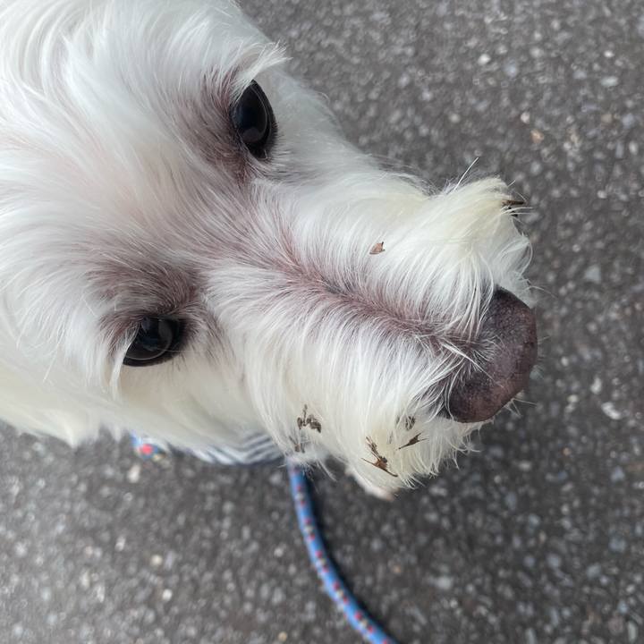 A9fe8352 2f8e 46f0 9f28 69c54d967dac 1731295854584