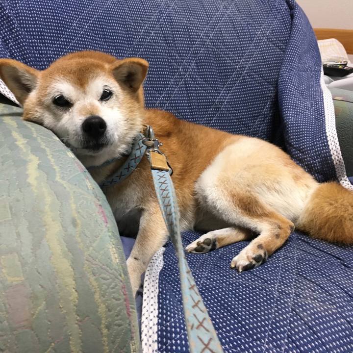 Aa0265f7 0d64 4b8b b935 11394d4609fb 1510608775258