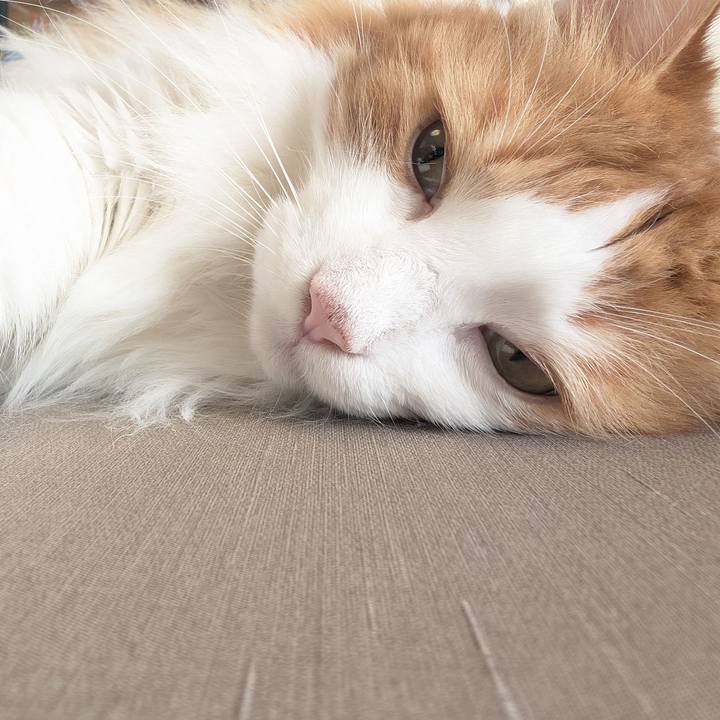 Aa1083fd 1b7b 455c a6c4 5ae292e551ee 1726128049019