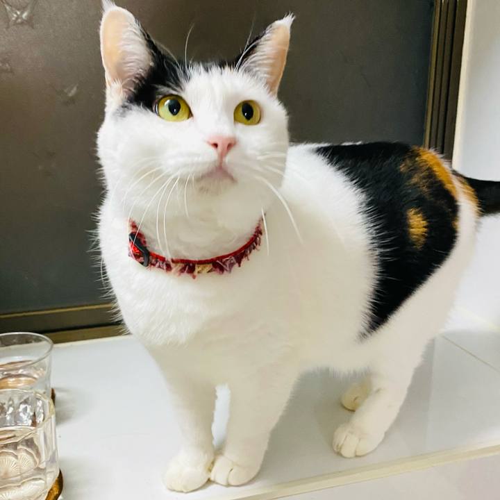 Aa1bf903 1508 4ec8 a0f3 053dc2c9cc6a 1699789142962