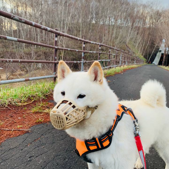 Aa1d682c 1bcb 44e5 b78d 19feb5283c58 1618349118374