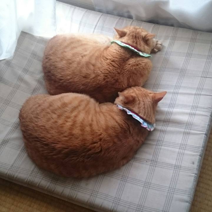 Aa29b853 0028 47ca b751 208f39cccc59 1523860831864