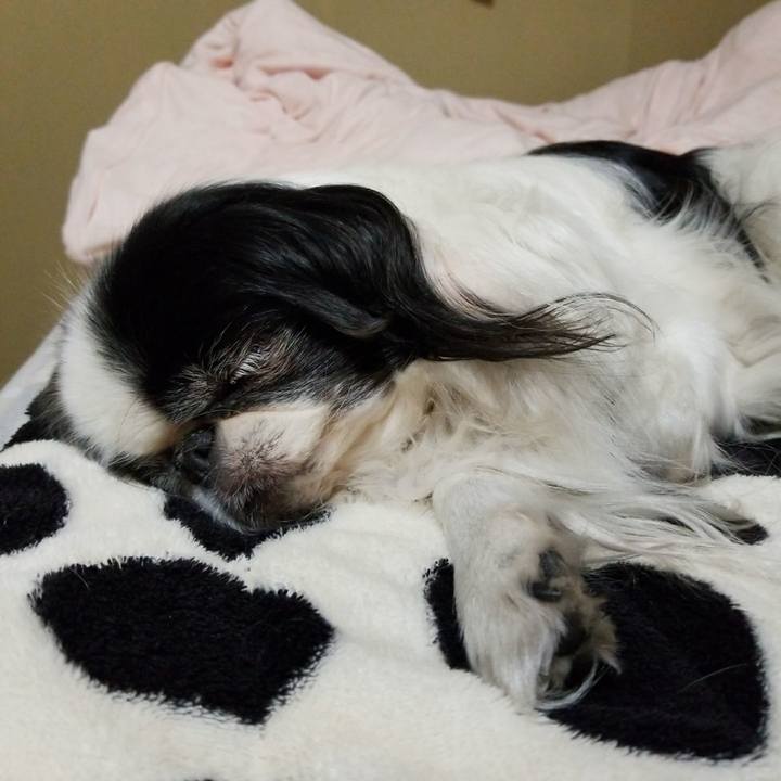 Aa2aa0c3 5324 4af9 8ecf 6a4b1d4d8d16 1510315869300