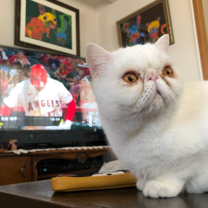 Aa307be9 49fb 40fc 8153 d69cd93768b4 1649472078408