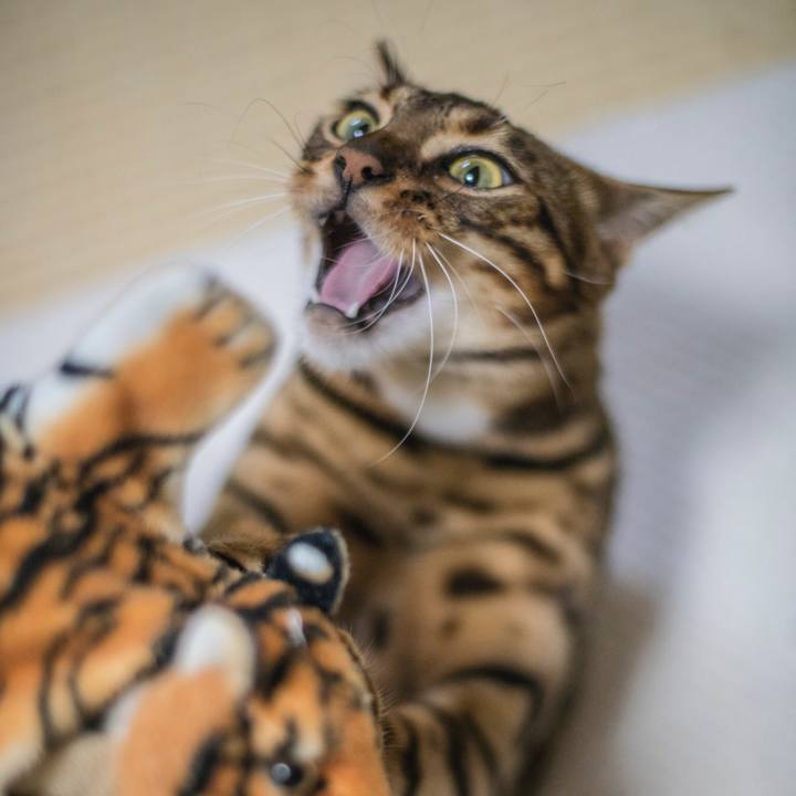 Aa310c46 4b95 46dc 981a 77a5b7cb8fac 1521910650589