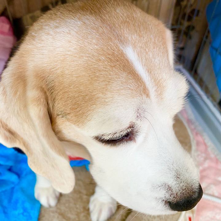 Aa3186e8 2e0c 467a aee2 12edcb16c8ba 1585887452654