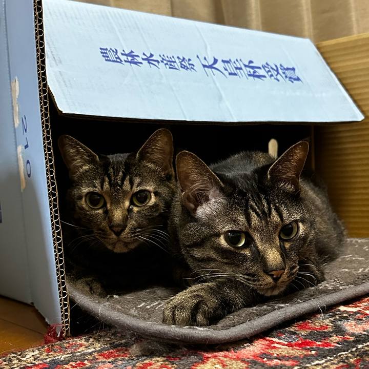 Aa3a52ea 04b6 4163 b40a b34fd9c50f79 1770790129567