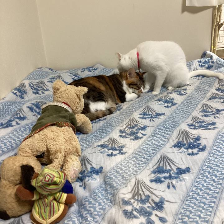 Aa3c28b7 8cb6 4d88 a812 fd62c98fd3fd 1699762968175