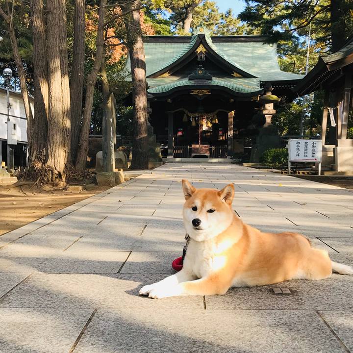 Aa3d6067 36de 40fb 9c1f aa5e26186f8d 1543626880923