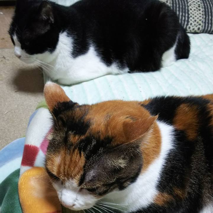 Aa423ad0 8ed8 471f ad44 42b095955284 1539121605532