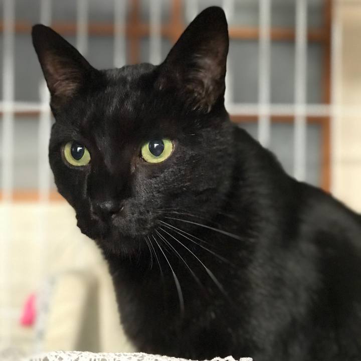 Aa442061 413a 4682 b0d4 b3b460f2ae78 1509586418622