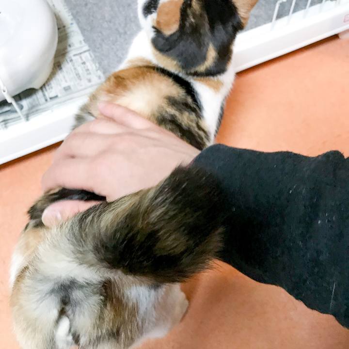 Aa4c8533 2046 4ba3 bcf3 7faf186f8be6 1519915702091