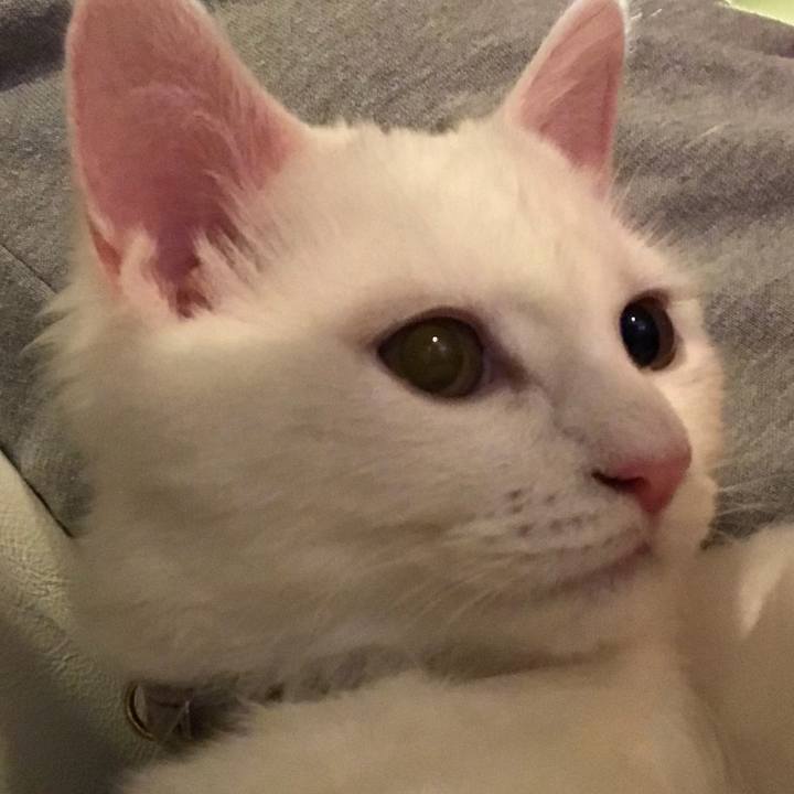 Aa509fe5 7c1a 4042 aff6 568d05e3a224 1510492963453