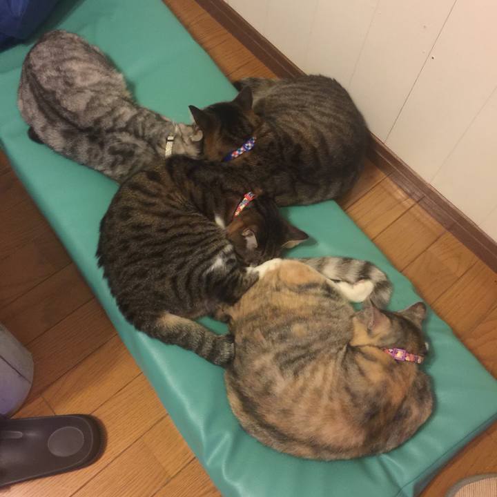 Aa53b8e6 f85a 4c6f 932d ec7d39d2fb55 1559321169424