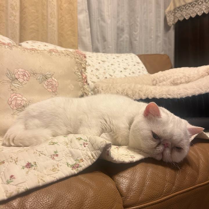 Aa55fc25 6340 4758 bb46 860ec42914c2 1762003184996