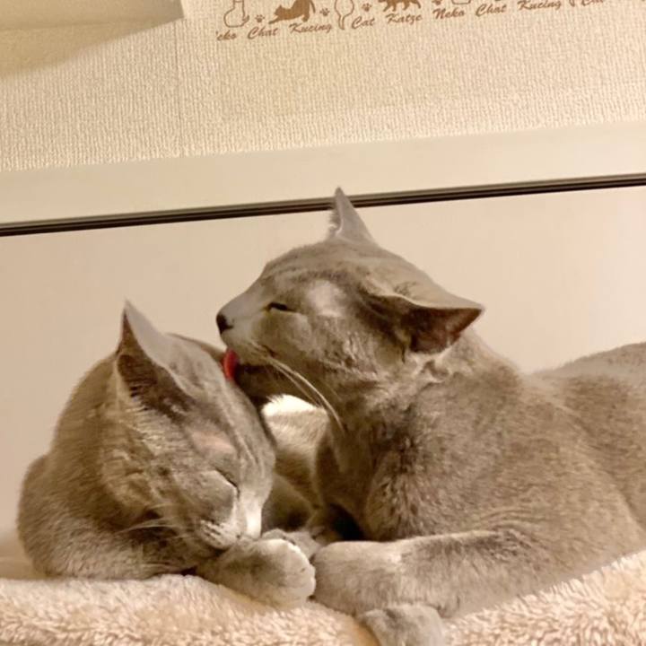 Aa58abc1 6697 4180 a326 db7ff80bf99b 1618657654118