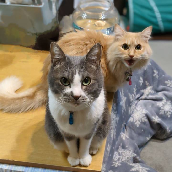 Aa58f652 732f 4d73 8c70 9e0ef8a37fa7 1770038931979