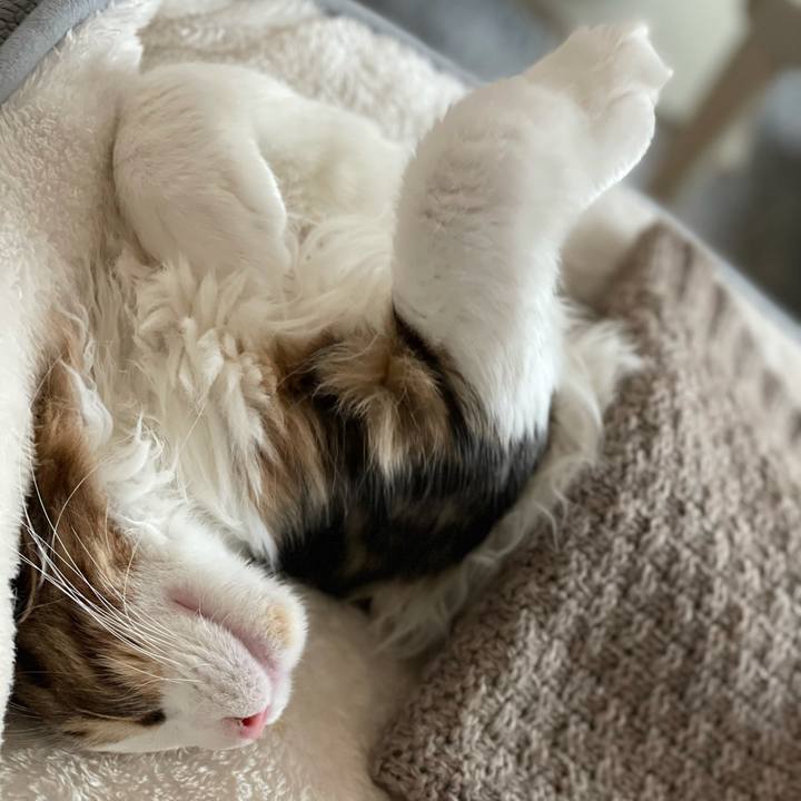 Aa5c5994 4f4a 464f a300 c0adc9081bf2 1636177820326