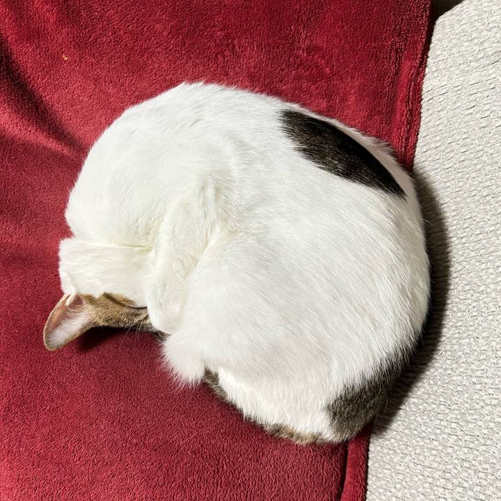 Aa5ca50b 92a5 4756 87ee caae2238d497 1763077062190