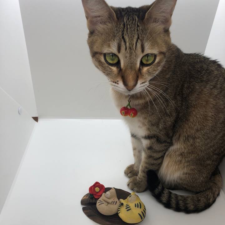 Aa5e8392 bdfa 4aef 8639 62ef5efd1ed8 1638332582892