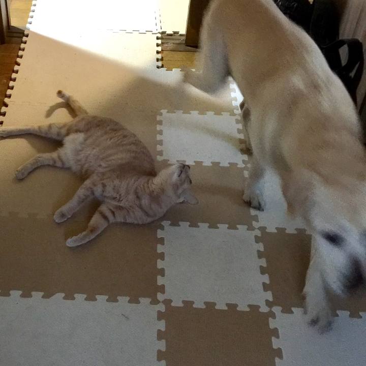 Aa61d4de a5ab 43b0 80df ca4162684463 1590434828822