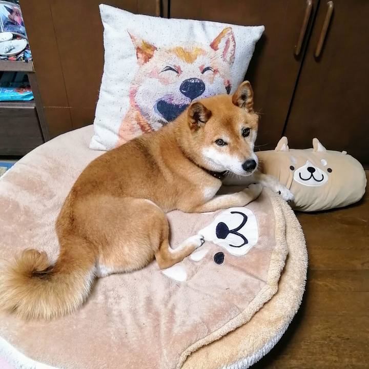 Aa62e6df 2688 43f5 ae92 f2c6dcc725e1 1588734343853